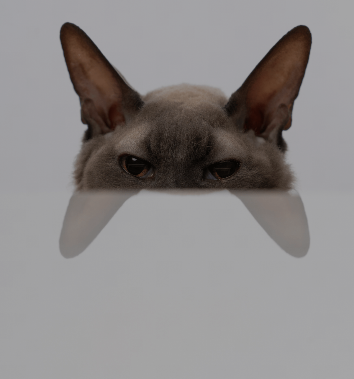 Third Image
