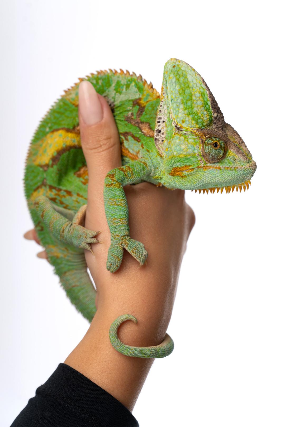 Feature Image