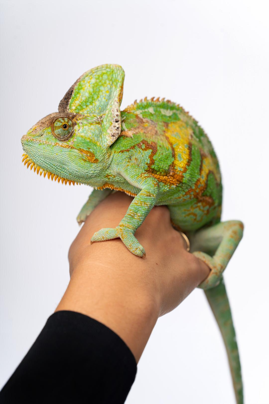 Featured Image